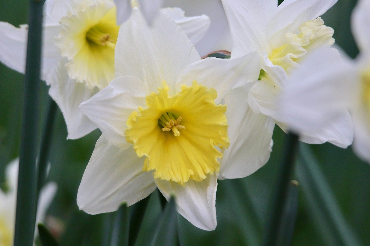 daffodils, narcissus, easter bell-8664280.jpg